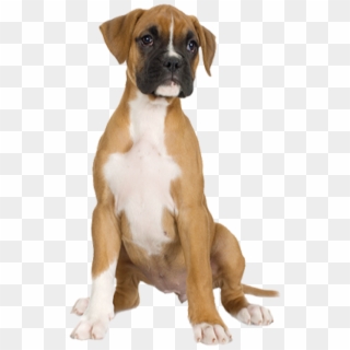 Dog Half Sitting Png - Boxer Puppy Clipart