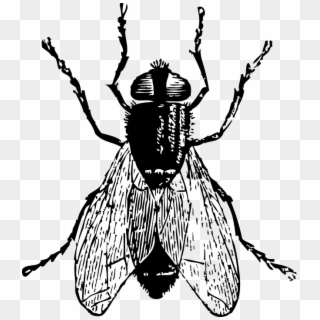 Black Horse Fly Png Clipart - Fly Clipart Black And White Transparent Png