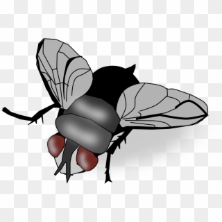 Insect Fly Clip Art Transprent Png Free Ⓒ - Clipart Image Of A Fly Transparent Png