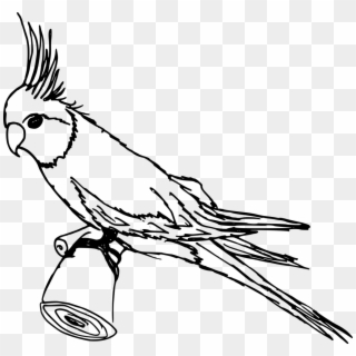 Parakeet Drawing Feather - Parrot With Crown Drawing Clipart