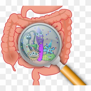 Researchers Find Bacteria Residing In Guts Of Mice - Trato Gastrointestinal Png Clipart