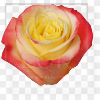Previous - Garden Roses Clipart