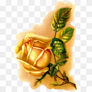 Yellow Rose Botanical Art - Floribunda Clipart