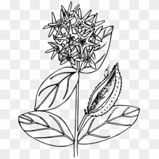 Flower, Plant, Wild, Wildflower - Milkweed Clipart Black And White - Png Download