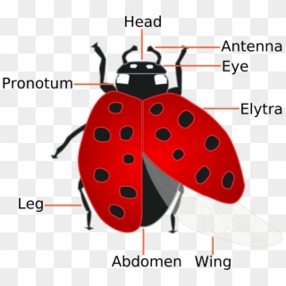 Forensic Entomology Wikipedia - Parts Of A Minibeast Clipart