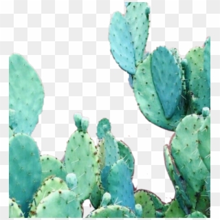 Aesthetic Cactus Wallpaper Iphone , Png Download - Aesthetic Cactus Clipart