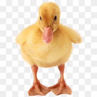 Free Png Download Baby Duck Png Images Background Png - Little Duck Png Clipart