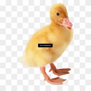 Transparent Background Yellow Duck , Png Download - Утенок Пнг Clipart