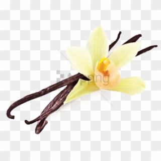 Free Png Vanilla Png Png Image With Transparent Background - Transparent Background Vanilla Bean Png Clipart