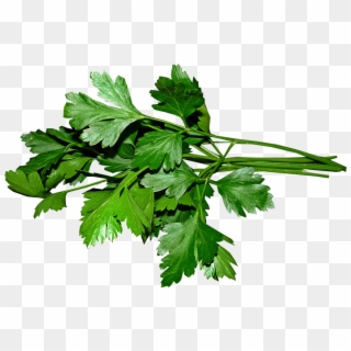 Parsley, Leaves, Cooking, Food, Herbs, Ingredient - Parsley Png Clipart