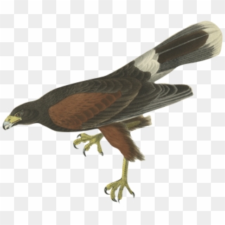 What I Learn From This Quiz Is - Hawk Drawing Clipart