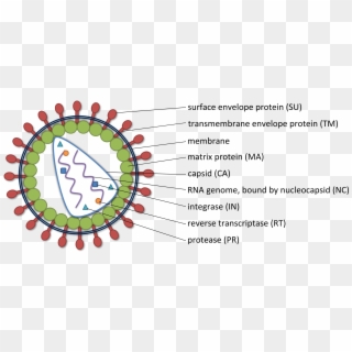 Nucleic Acid Delivery Lentiviral - Coronavirus Png Clipart