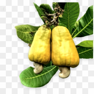 Cashew Nuts Png Clipart Image - Transparent Cashew Fruit Png