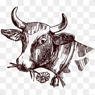 Image Freeuse Stock Texas Longhorn Milk Sketch Cow - Cattle Clipart
