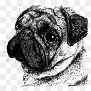 Drawing , Png Download - Pug Clipart