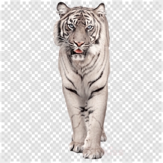Download White Bengal Tiger Png Clipart Bengal Tiger - Sayori Doki Doki Literature Club Poster Transparent Png