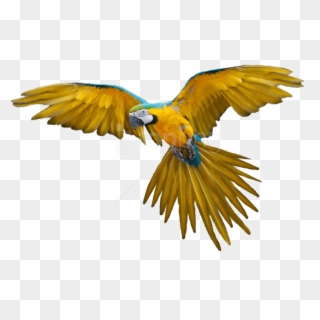 Free Png Download Birds Png Images Background Png Images - Yellow Parrot Flying Clipart