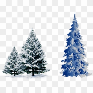 Snow Pine Png - Christmas Tree Blue Png Clipart