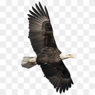 Bleed Area May Not Be Visible - Bald Eagle Clipart