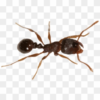Fire Ant Png - Pavement Ants Clipart