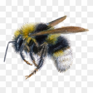 New Bumblebees , Png Download - Honeybee Clipart