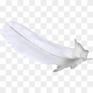 Feather White U767du8272u7fbdu6bdb Free Hq Image Clipart - White Feather Flower - Png Download