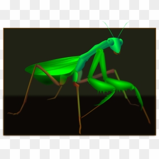 Mantis Grasshopper Insect Pest Cricket Wireless - Mantidae Clipart