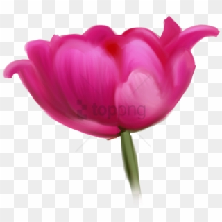 Free Png Tulip Cut Flowers Raster Graphics- Tulip Cut - Tulip Clipart