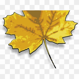 Maple Leaf Clipart Real - Maple Leaf - Png Download