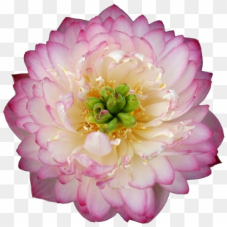 Beautiful Flower Hd Pink - 重 台 荷花 Clipart