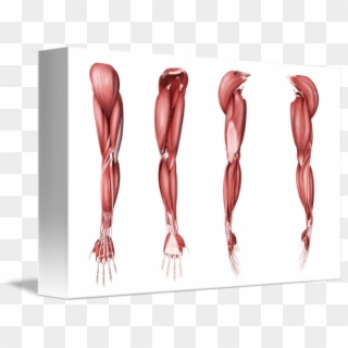 Human Arm Muscles - Arm Muscles Artists Clipart
