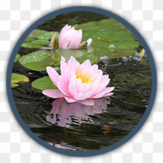 Water Lily , Png Download - Water Lily Clipart