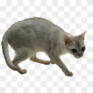 Cat Png - Cats Clipart