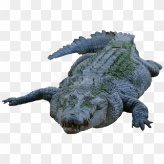 Free Png Download Crocodile Png Images Background Png - Magar Png Clipart
