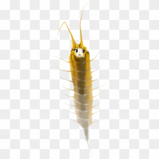 Insect Silverfish Invertebrate - Insect Clipart