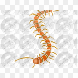 Centipede Clipart Arthropod - Insect - Png Download