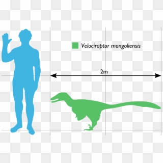 Open - Velociraptor Comparado Con Humano Clipart