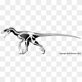 Drawn Velociraptor Claw - Deinonychus Scott Hartman Clipart