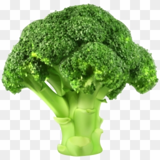 Broccoli Png Clipart - Broccoli Vector Png Transparent Png