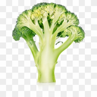Broccoli Png No Background - Broccoli Cut Clipart