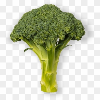 Broccoli , Png Download Clipart