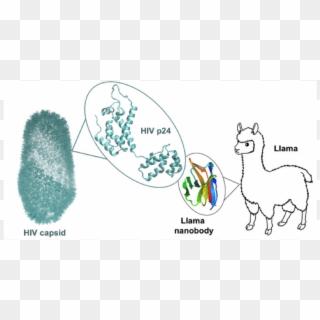 Lama Edit - Cartoon Clipart