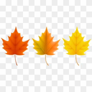 This Site Contains All Information About Fall Leaf - Different Fall Leaves Clipart
