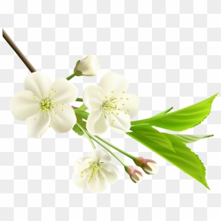 Spring Branch With White Tree Flowers Png Clipart - White Cherry Blossom Png Transparent Png