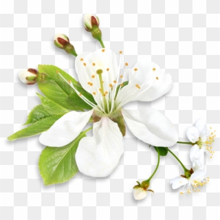 White And Green Flowers Png Clipart