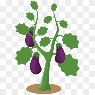 Big Image - Eggplant Plant Clipart - Png Download