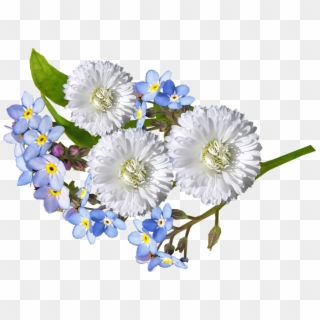 Daisy, White, Blue, Flowers Clipart