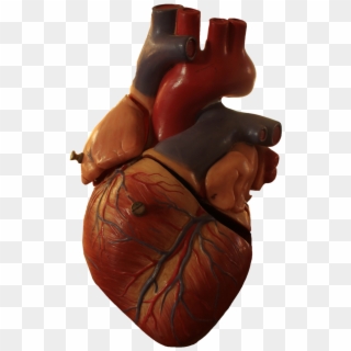 Interesting Facts About Humans, Anatomical Heart, Human - Heart Human Transparent Clipart