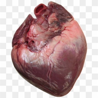 Histology Of The Heart - Does A Human Heart Look Like Clipart