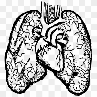 Black And White Stock Big Image Png - Lungs With Human Png Clipart